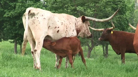 Longhorn calf Stock Footage 538206
