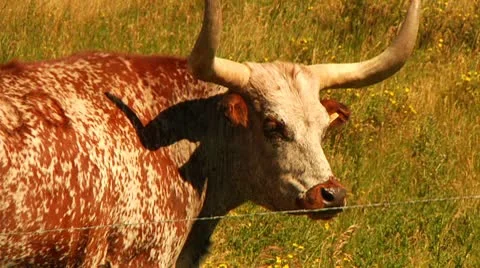 Longhorn cattle in Alberta. Stock Footage 8914085