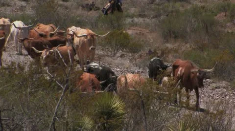 Longhorn cattle being herded Stock-Footage 22252202