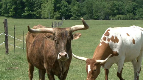 LONGHORN CATTLE BUTT HEADS 動画素材 34962356