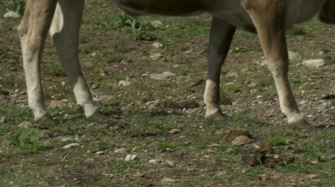 Longhorn cattle Stock Footage 875531