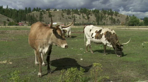 Longhorn cattle Stock Footage 875577