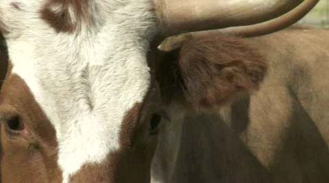 Longhorn cattle Stock Footage 875584