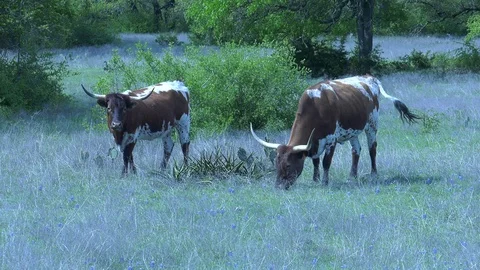 Longhorn cattle Stock Footage 88289916