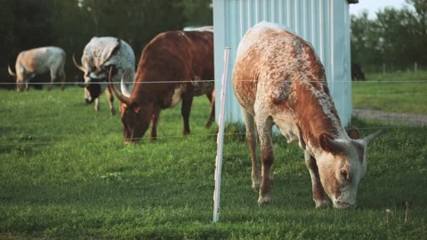Longhorn Cattle Grazing Stock Footage 231495069