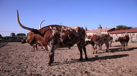 Longhorn cattles Stockbeeldmateriaal 62418328