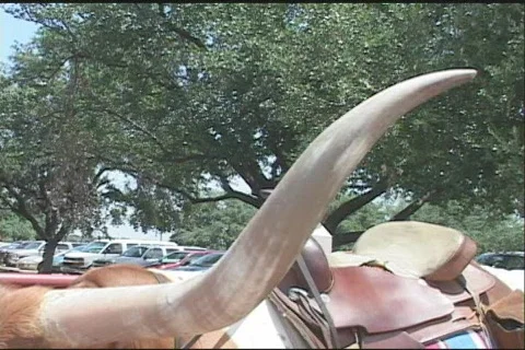 Longhorn close up 库存影片 62191