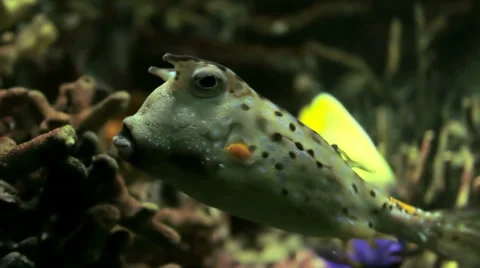 Longhorn Cowfish Stock Footage 45936147