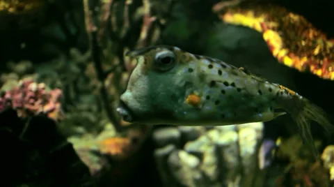 Longhorn Cowfish Stock Footage 45936225