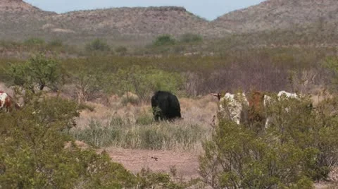 Longhorn cows Stock Footage 21790472