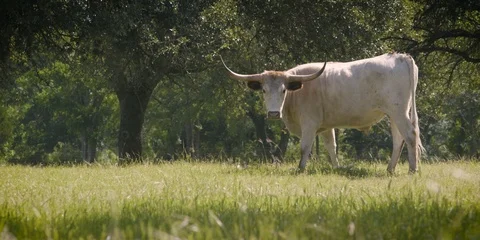 Longhorn in Field Video stock 100415719