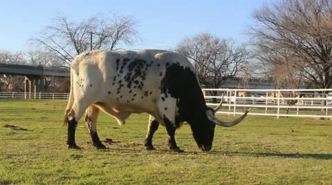 Longhorn grazing Video stock 21978150