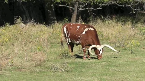Longhorn I Stock Footage 20507511