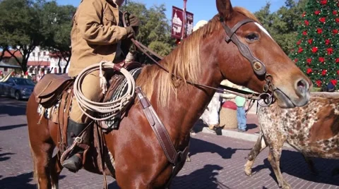 Longhorn Parade Stock Footage 45518765