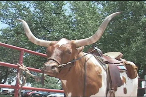 Longhorn with Saddle 库存影片 62186