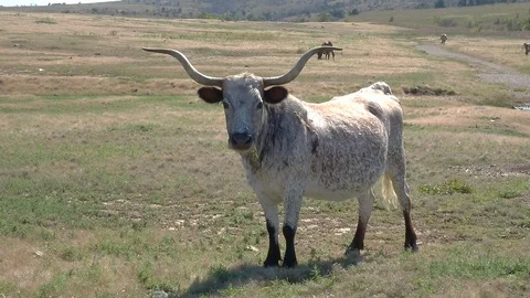 Longhorn Steer 1 Stock Footage 94097424