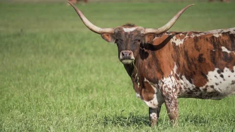 Longhorn steer CU Stock Footage 223946699