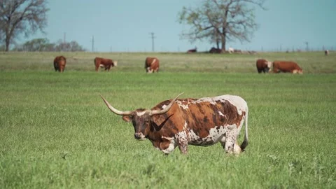 Longhorn steer MS Stock Footage 223946680