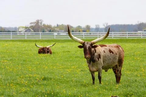 Longhorn Steer Stock Photos