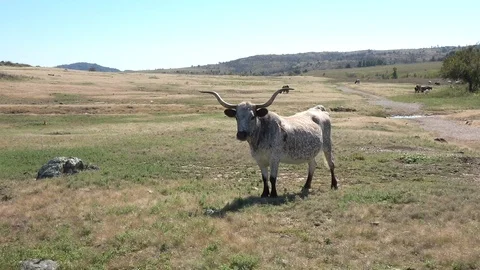 Longhorn Steer on Range Stock Footage 94097456