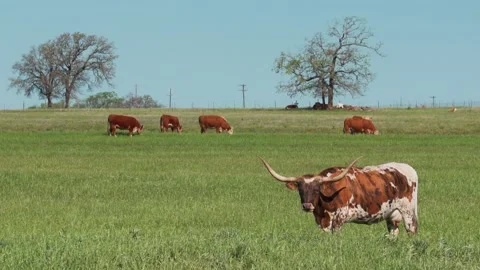 Longhorn steer WS Stock Footage 223946733