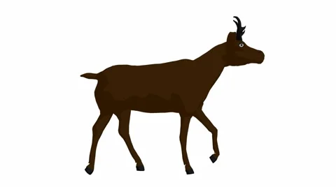 Longhorn walking Stock Footage 942048