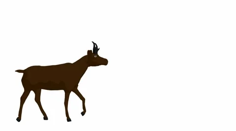 Longhorn walking Stock Footage 942049