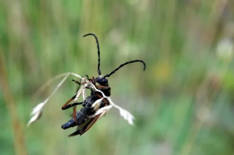 Longhorned beetle Stock-Fotos