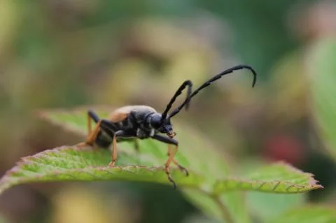 Longhorned beetle Stock Photos