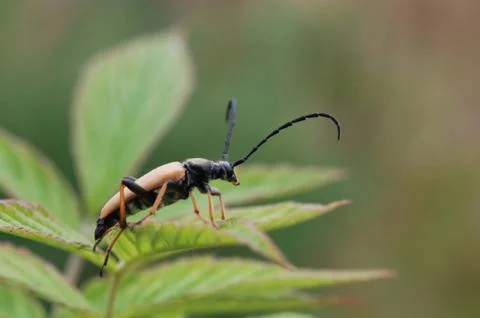 Longhorned beetle Stock Photos