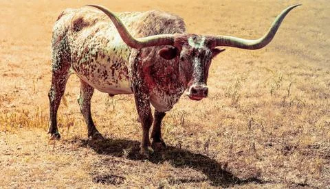 Longhorned summer Foto stock