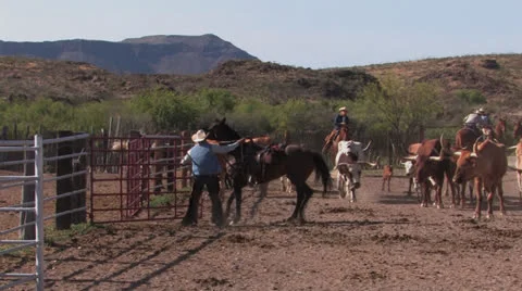 Longhorns driven into corral Stock Footage 23101078