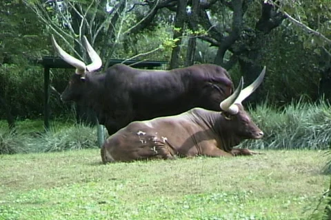 Longhorns Video stock 818691