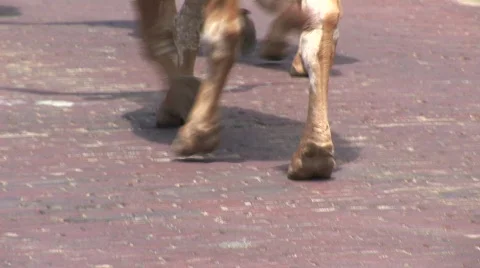Longhorns in Fort Worth Stock Footage 537366