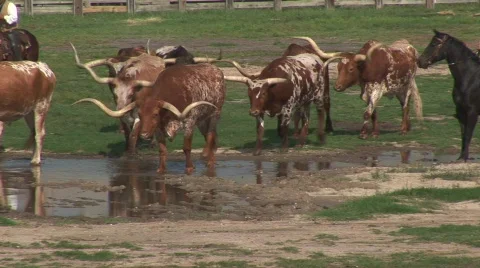 Longhorns in Fort Worth Stock Footage 537690