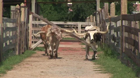 Longhorns in Fort Worth Stock Footage 537774
