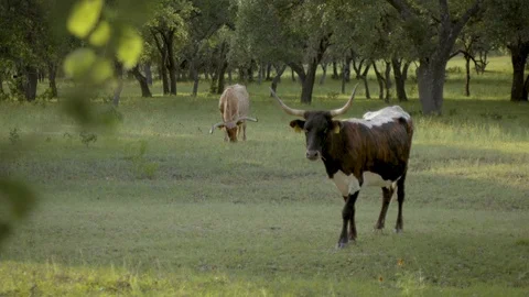 Longhorns graze in a field Stock Footage 109592483