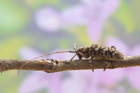 Longicorn Beetle Foto stock