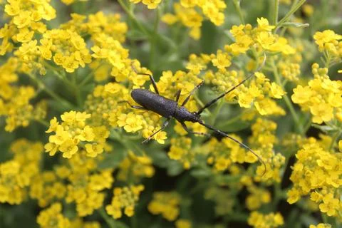 Longicorn beetle Stock Photos