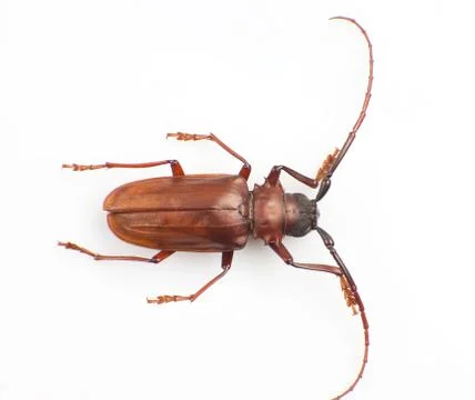 Longicorn Stock Photos