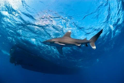 Longimanus moving close to the surface and close to a big boat. Foto stock