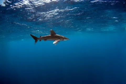 Longimanus moving close to the surface. Stock Photos