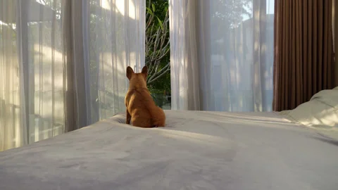 Longing dog sitting on bed looking to window, rear view, evening sunlight Video stock 313331492