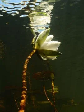 Longing for the sun Stock Photos