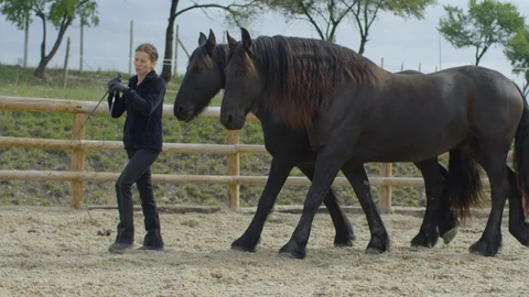Longing two horses Stock-Footage 86767641