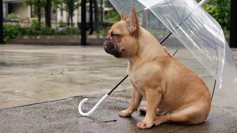 Longing young dog sitting looking to distance under umbrella Stock Footage 313328896