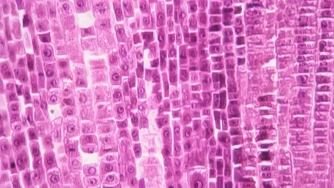Longitudinal section cut of root tip of ... | Stock Video | Pond5