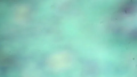 Longitudinal section of female pine cones under a microscope  Stock Footage 47059113