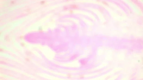 Longitudinal section of the stem water plant under the microscope Stock Footage 47026477