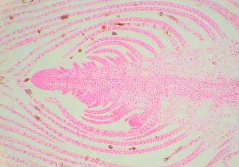 Longitudinal section of the stem water plant under the microscope, (Hydrilla  Stock Photos